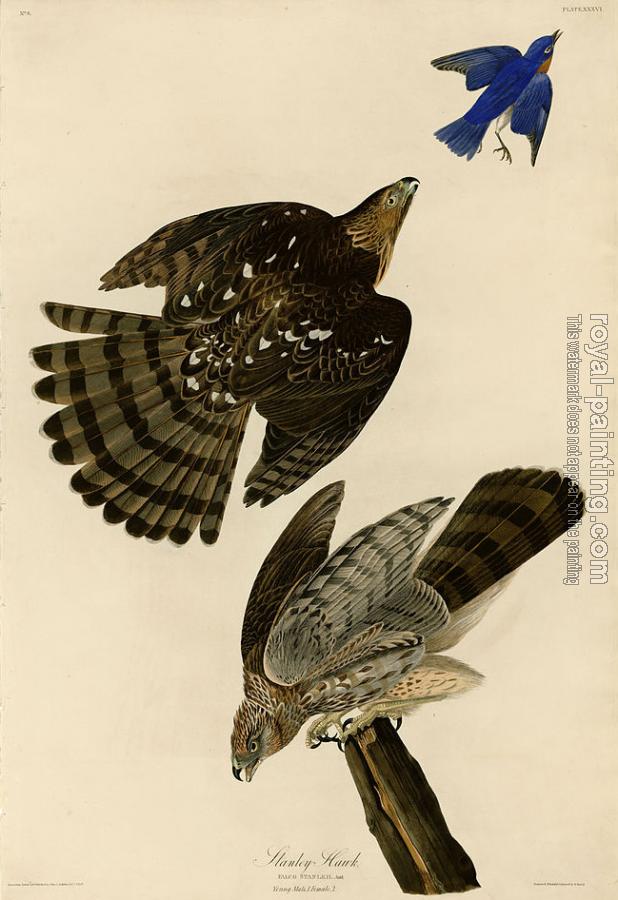 John James Audubon : Stanley hawk